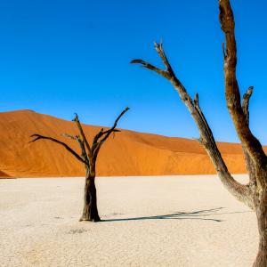 Desert Trivia Quiz Namib Desert