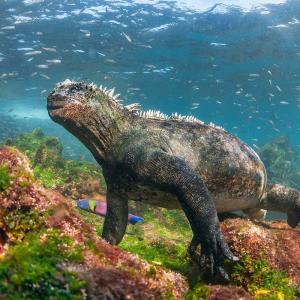 We'll Give You International Food To Try By ️ Places Yo… Quiz Galápagos Islands