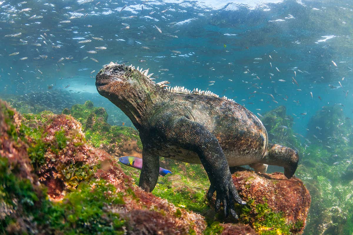 🌋 Most People Have No Idea Which Continent These Natural Landmarks Are on — Do You? Galapagos Islands