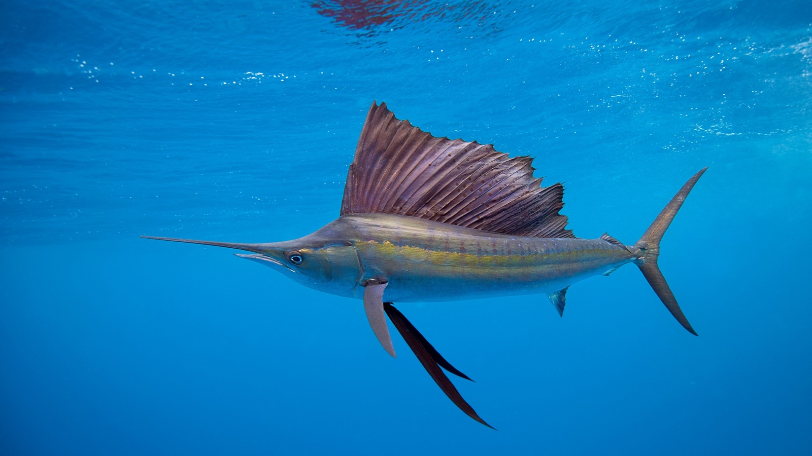 Second Largest Animals Sailfish