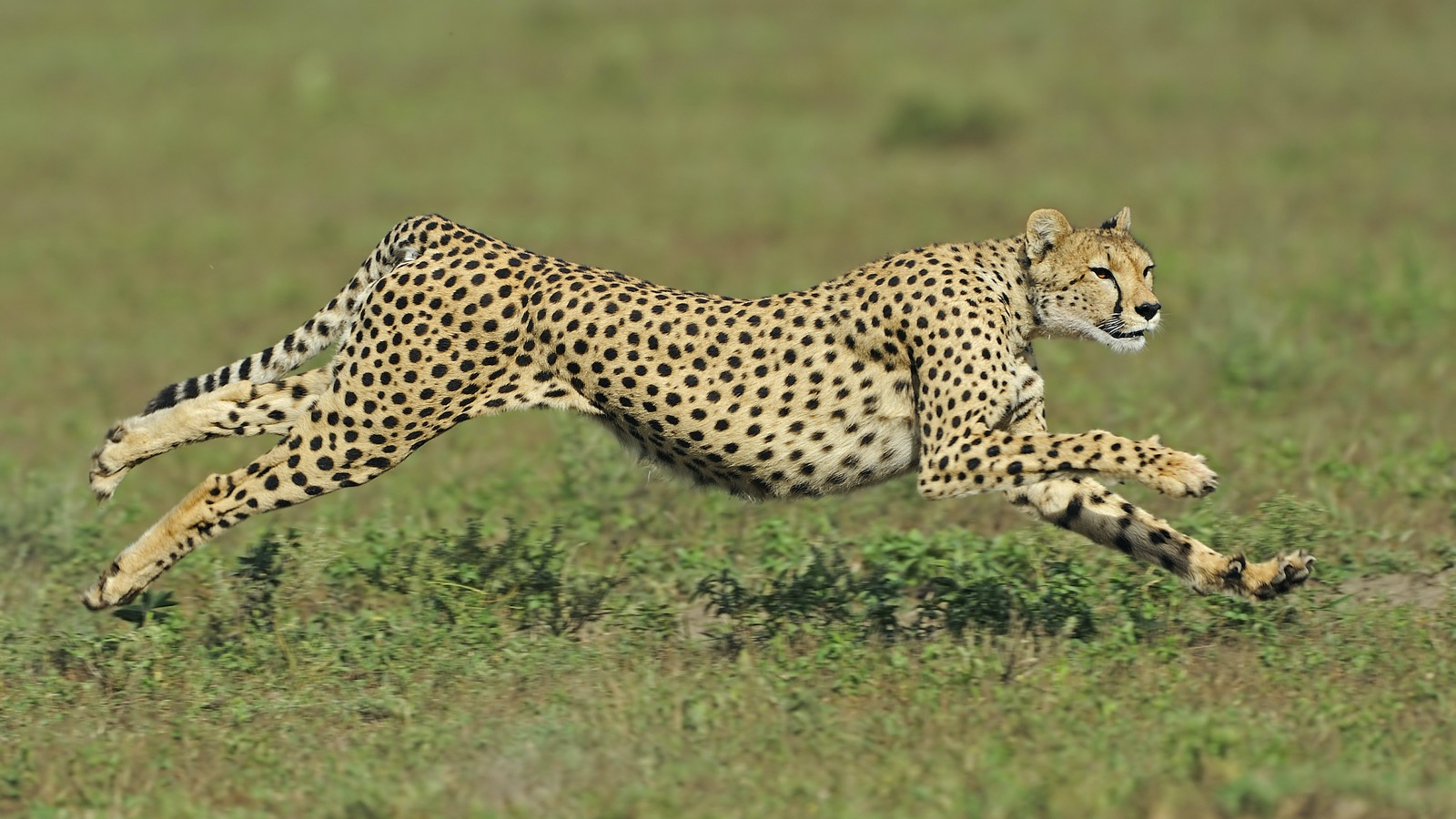 If You Can Ace This 24-Question 🌎 Geography Quiz on Your First Try, You’re Way Too Smart Cheetah