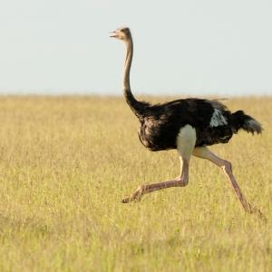 If You Can Get 18/24 on This Mixed Knowledge Quiz, You Probably Are the Smartest Friend Ostrich