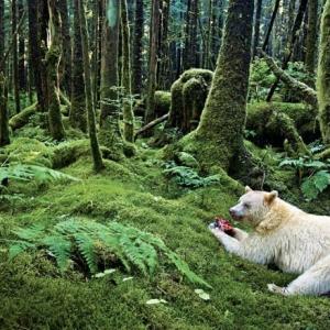 If You Get More Than 12/16 on This Smallest Around the World Quiz, You Are Too Smart The Great Bear Rainforest