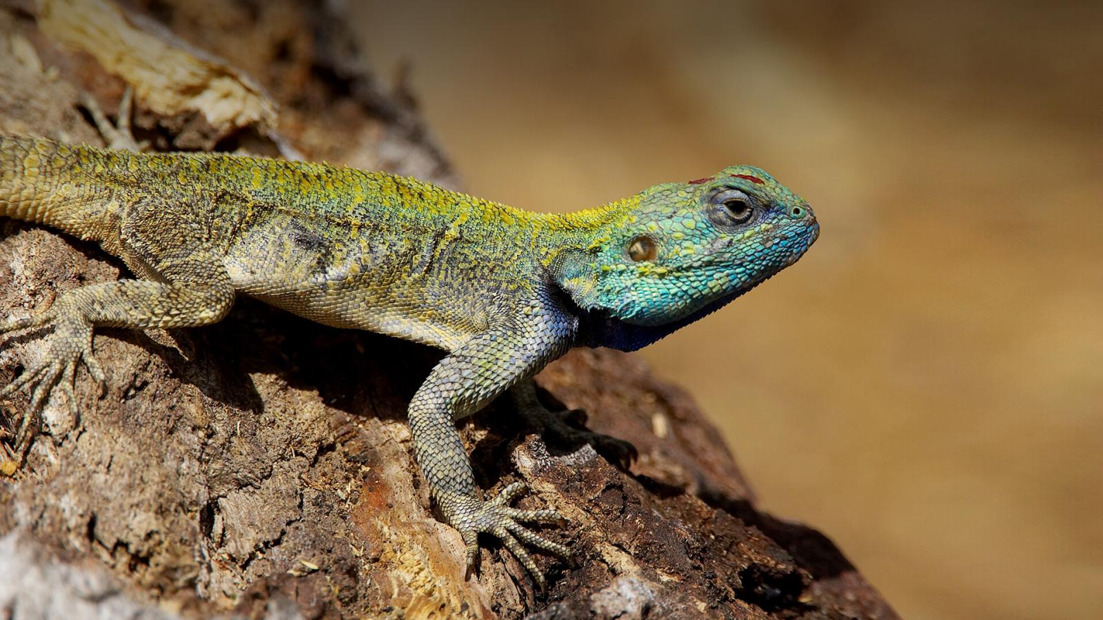 World Animal Day Quiz Lizard