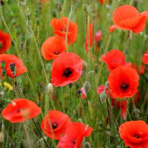 If You Get 14/17 on This Random Trivia Quiz, Then It’s Official: You Are Extremely Knowledgeable Poppies