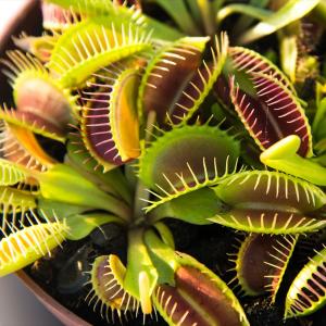If You Get 14/17 on This Random Trivia Quiz, Then It’s Official: You Are Extremely Knowledgeable Venus flytrap