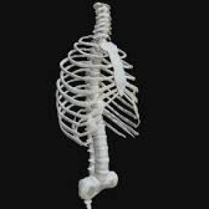 If You Can Get 15/20 on This Quiz on Your First Try, You Definitely Know a Lot About the Human Body Ribcage