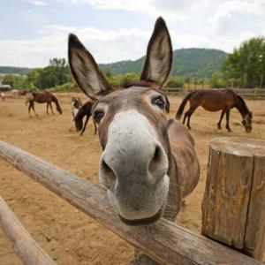 Can We Accurately Guess Your Zodiac Element Just by the Team of Animals You Build? Donkey