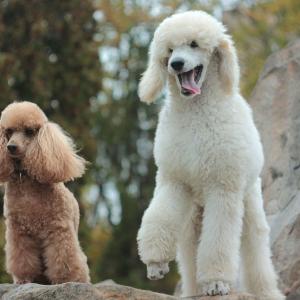 If You Want to Know the Number of 👶🏻 Kids You’ll Have, Choose Some 🐶 Dogs to Find Out Poodle