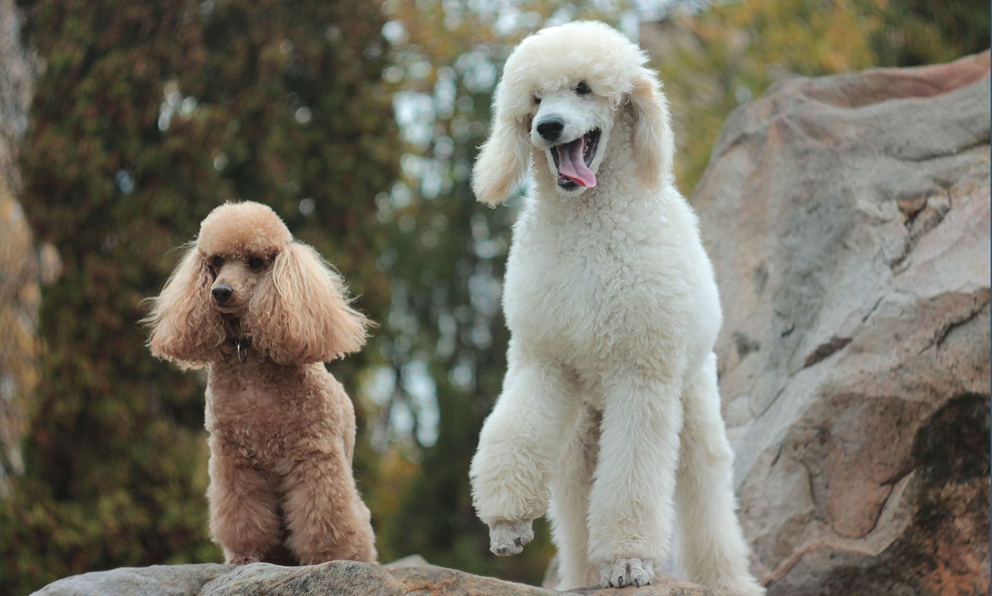 🐶 I Bet You Can’t Spell the Names of 10/20 of These Dog Breeds Poodle