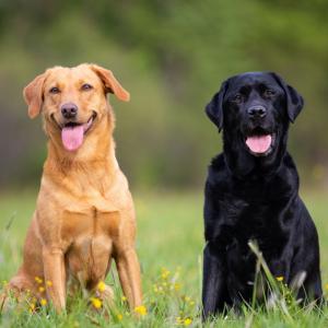 Can We Accurately Guess Your Zodiac Element Just by the Team of Animals You Build? Labrador Retriever