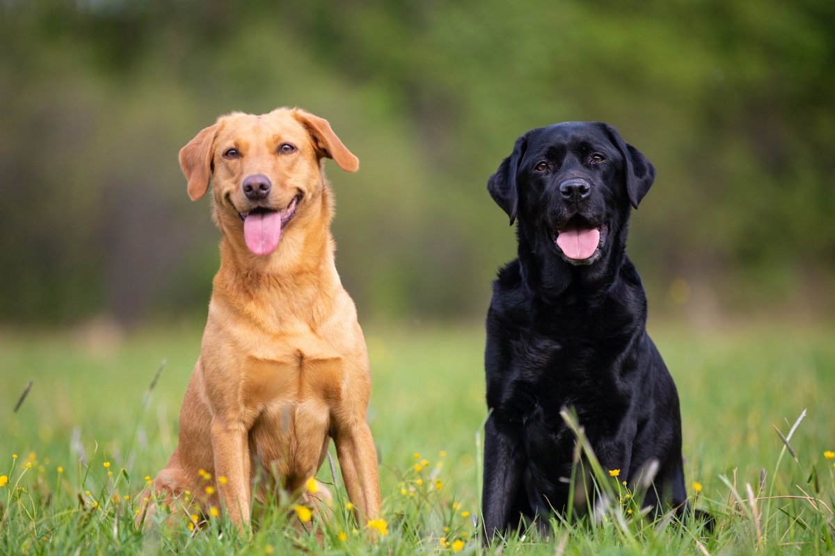 🐶 I Bet You Can’t Spell the Names of 10/20 of These Dog Breeds Labrador Retriever