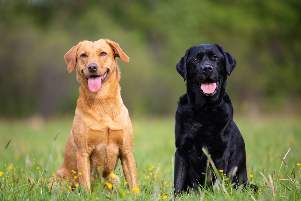 Labrador Retriever