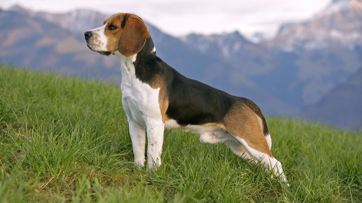 🐶 I Bet You Can’t Spell the Names of 10/20 of These Dog Breeds Beagle