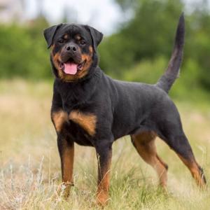 If You Want to Know the Number of 👶🏻 Kids You’ll Have, Choose Some 🐶 Dogs to Find Out Rottweiler