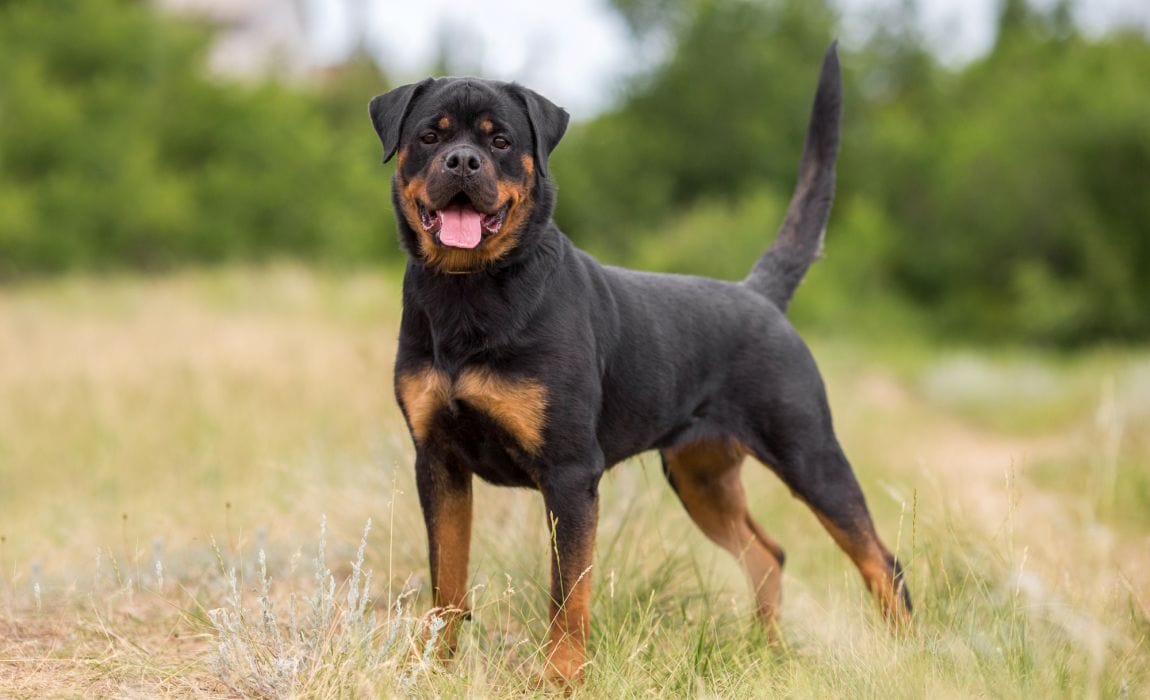🐶 I Bet You Can’t Spell the Names of 10/20 of These Dog Breeds Rottweiler