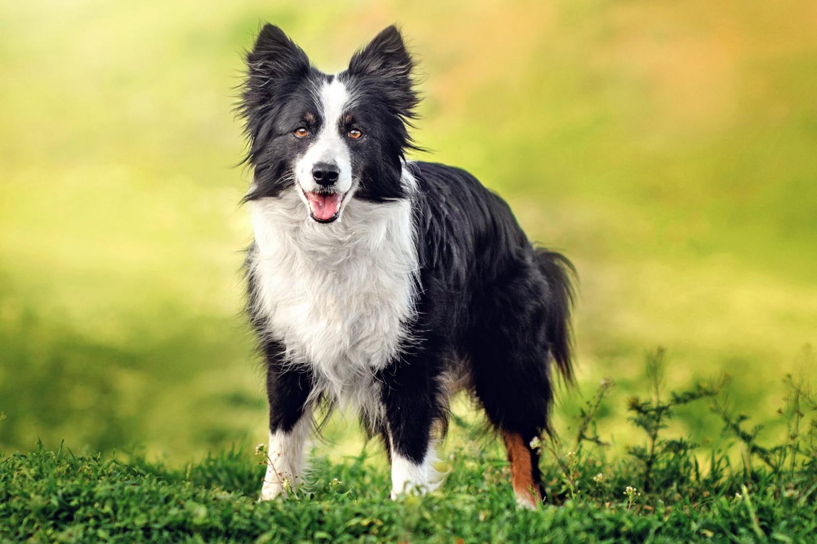 Only the Biggest Dog Lovers Can Identify All 20 of These Breeds 🐾 — Can You? Border Collie