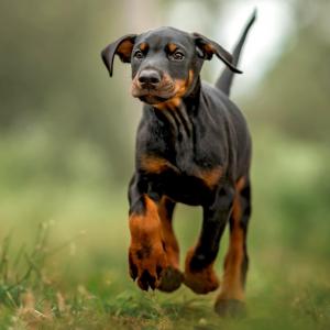 Which Vampire Are You? Quiz Doberman
