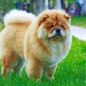 Form Team Of Dogs To Know If You're Introvert Or Extrov… Quiz Chow Chow