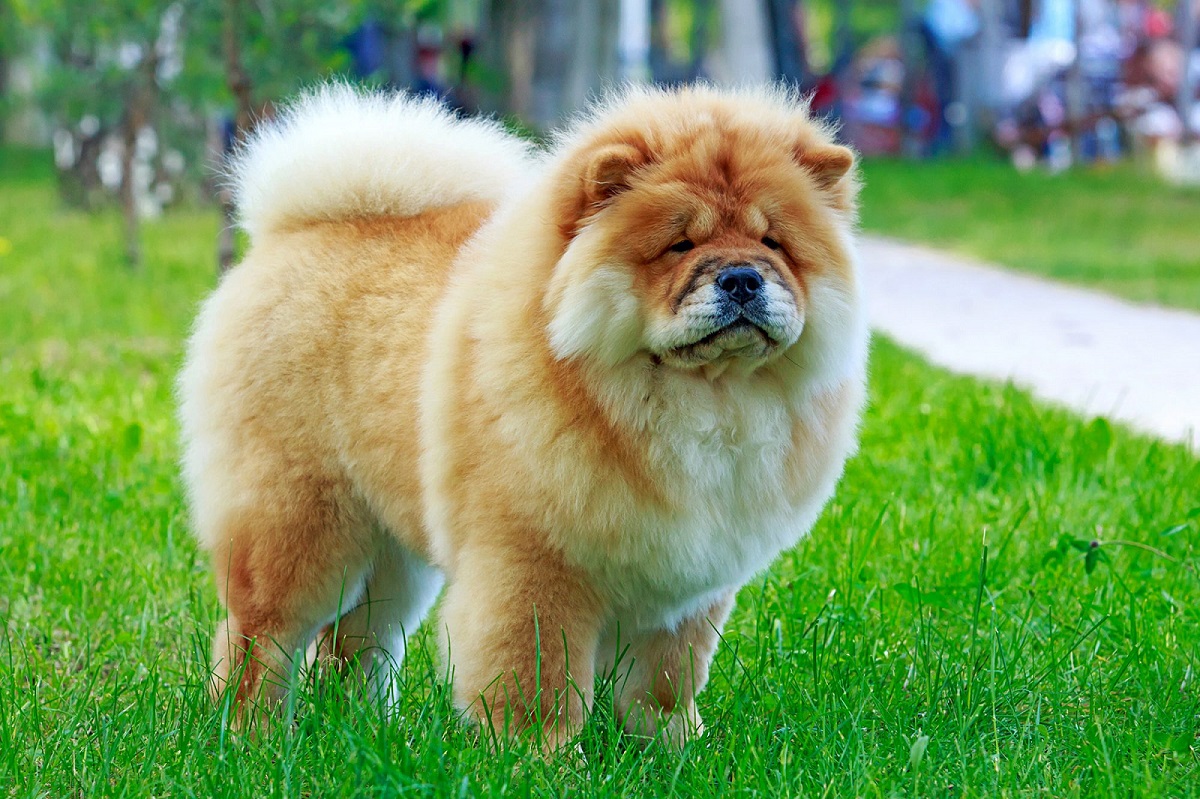 🐶 I Bet You Can’t Spell the Names of 10/20 of These Dog Breeds Chow Chow