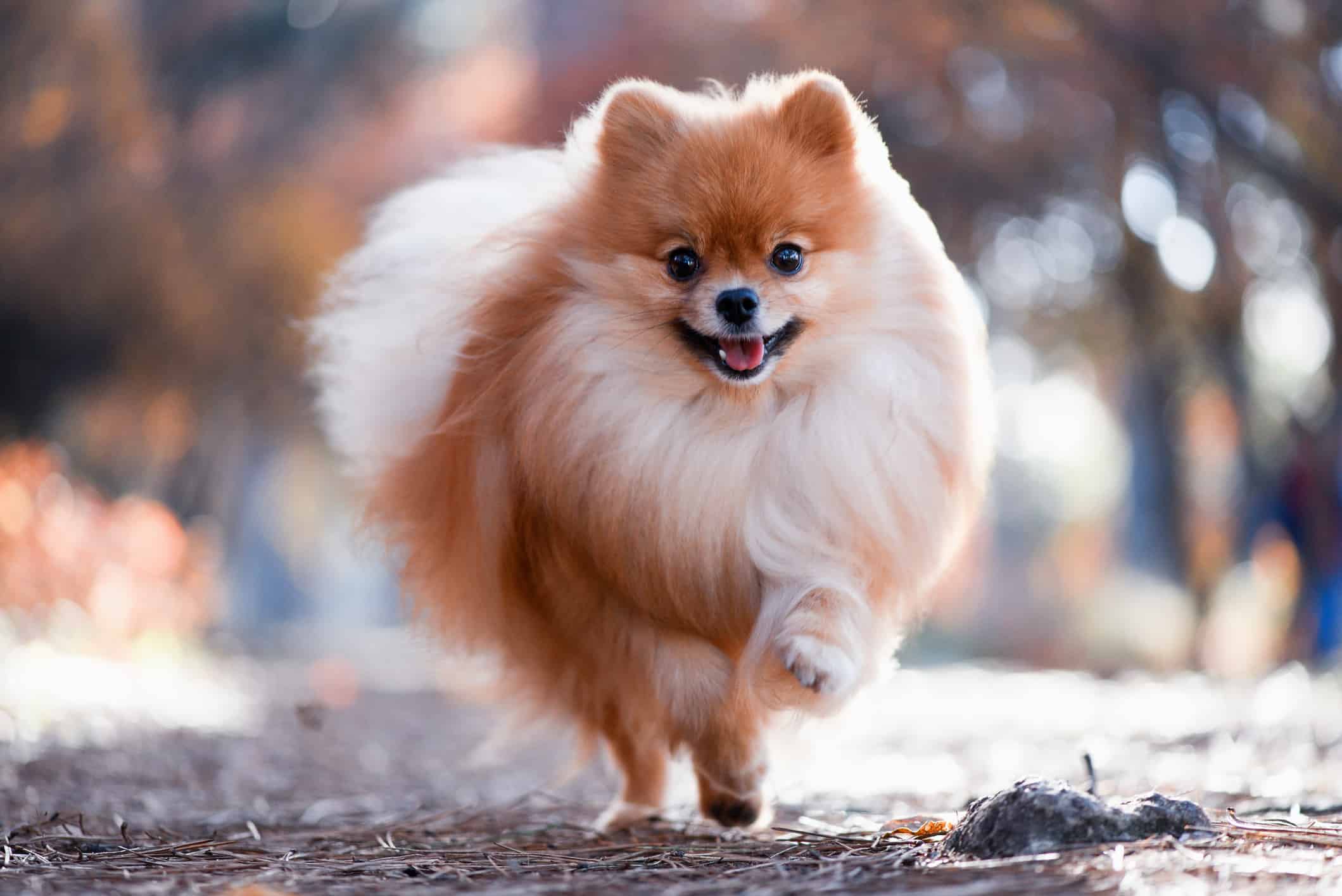 🐶 I Bet You Can’t Spell the Names of 10/20 of These Dog Breeds Pomeranian