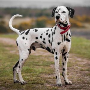 We’ve Gone to the Dogs! 🐕 Can You Ace This 20-Question Dog Quiz? Dalmatian