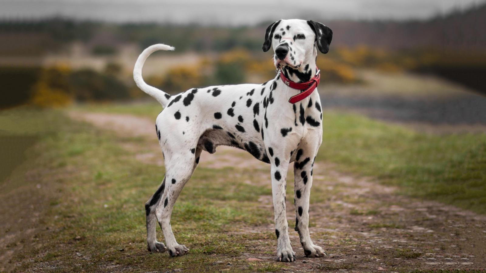🐶 I Bet You Can’t Spell the Names of 10/20 of These Dog Breeds Dalmatian