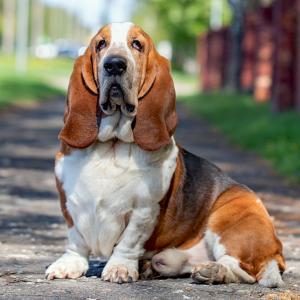 Dog Personality Quiz 🐶: What Wild Animal Are You? 🦁 Basset Hound