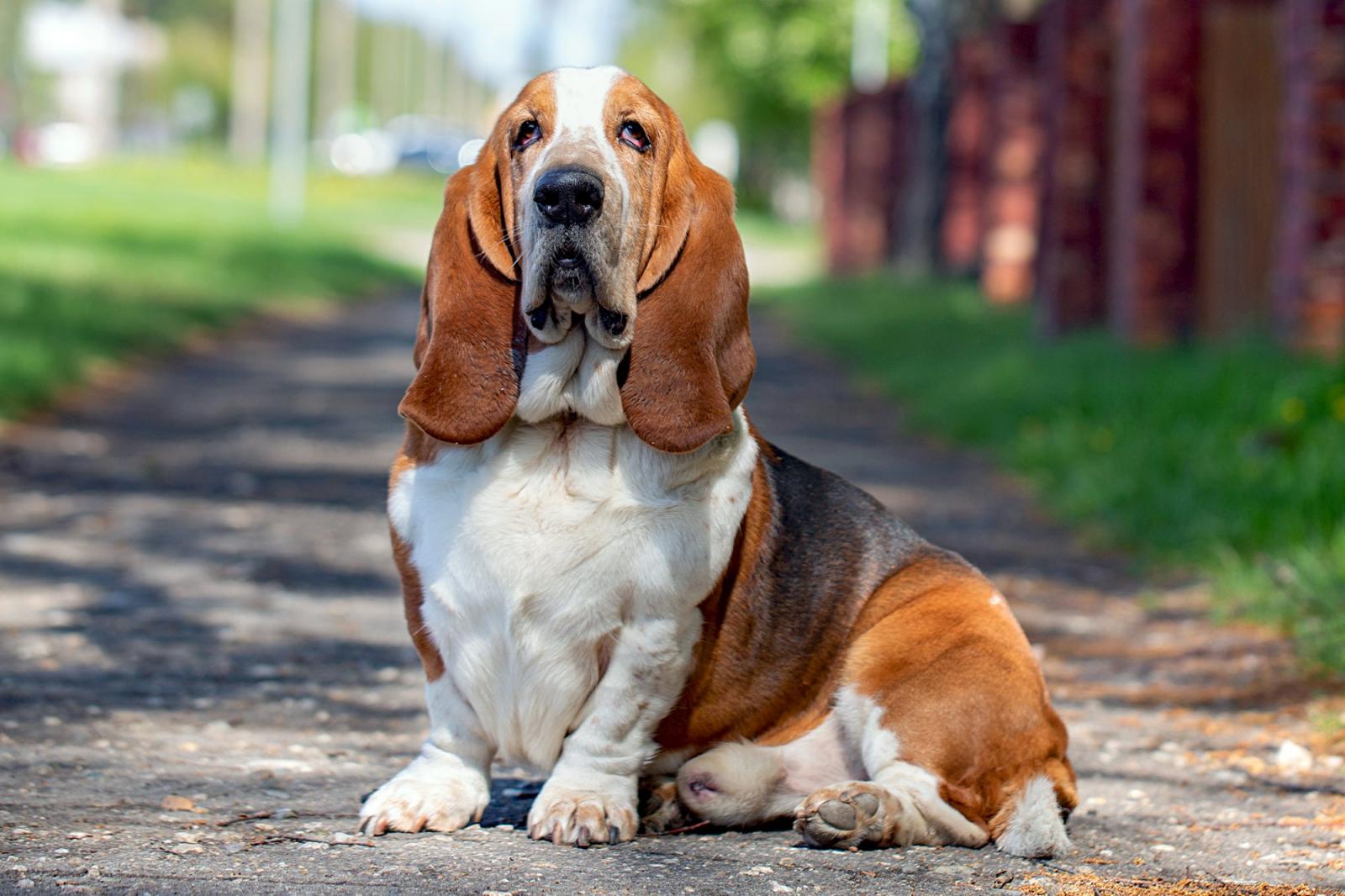 If You Want to Know the Number of 👶🏻 Kids You’ll Have, Choose Some 🐶 Dogs to Find Out Basset Hound