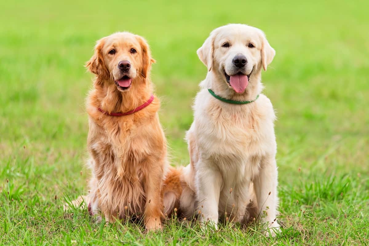 🐶 I Bet You Can’t Spell the Names of 10/20 of These Dog Breeds Golden Retriever