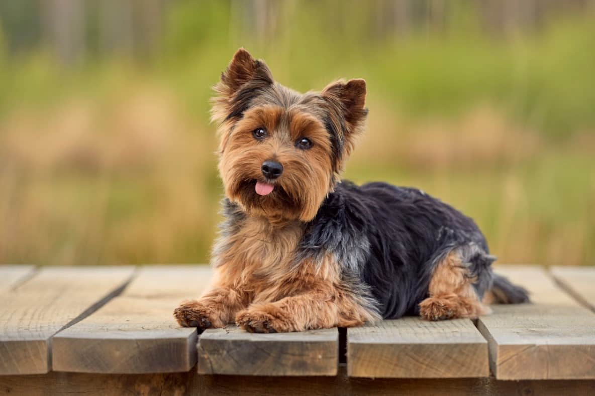 🐶 I Bet You Can’t Spell the Names of 10/20 of These Dog Breeds Yorkshire Terrier