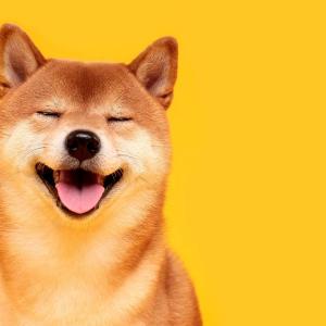 🐰 Pick Your Favorite Pet Companion for These Scenarios and We’ll Reveal Your True Mental Age 🐶 Dog