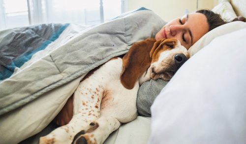 pet dog sleeping in bed