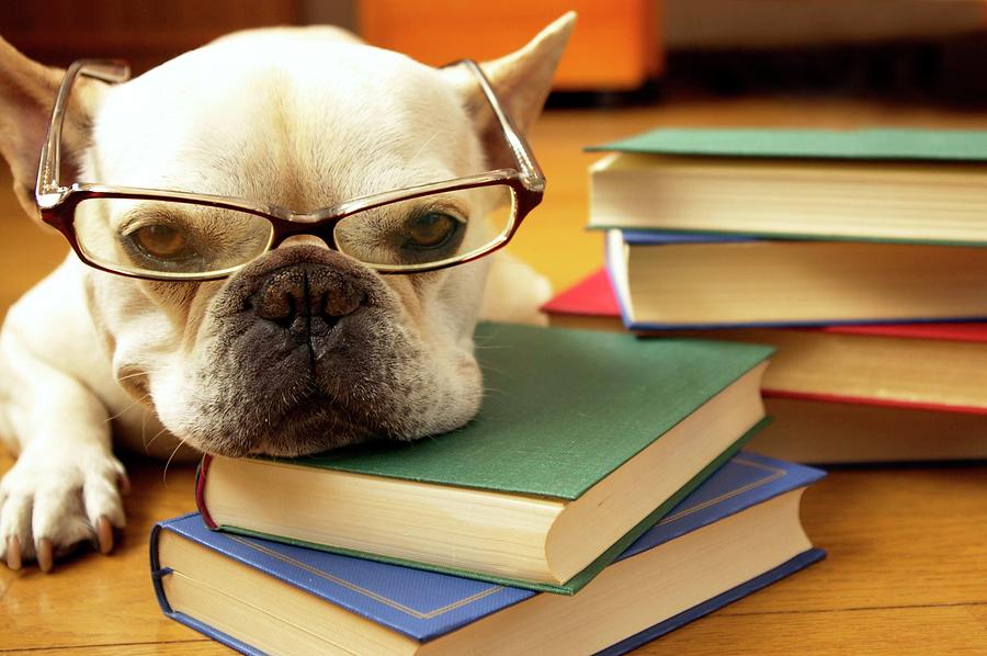 Unfortunately, Only 1 in 10 People Can Pass This Random Knowledge Quiz — Let's Hope You're 1 of Them dog study failure