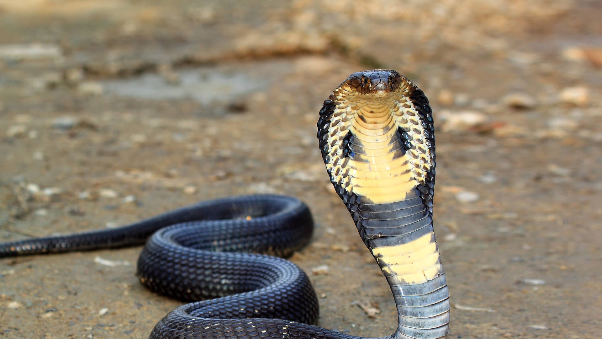 Can We Guess Your Age By The Grown-Up Choices You Make? Quiz Speak to animals