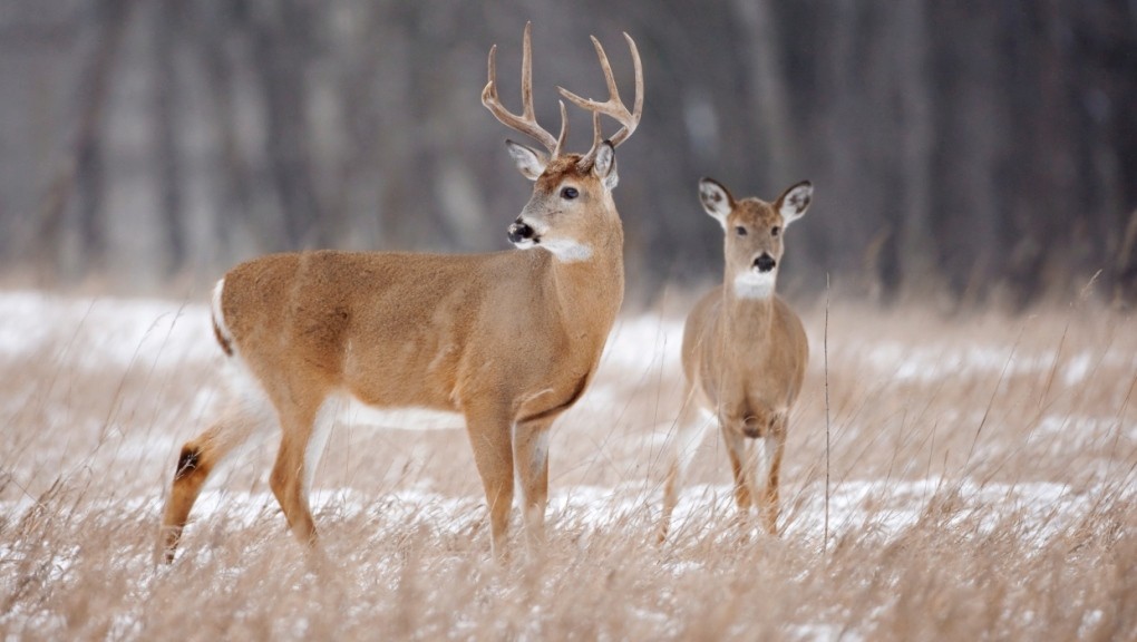 If You Can Get 13 On This Geography Quiz, You Probably Know Waaaaay Too Much White-tailed deer