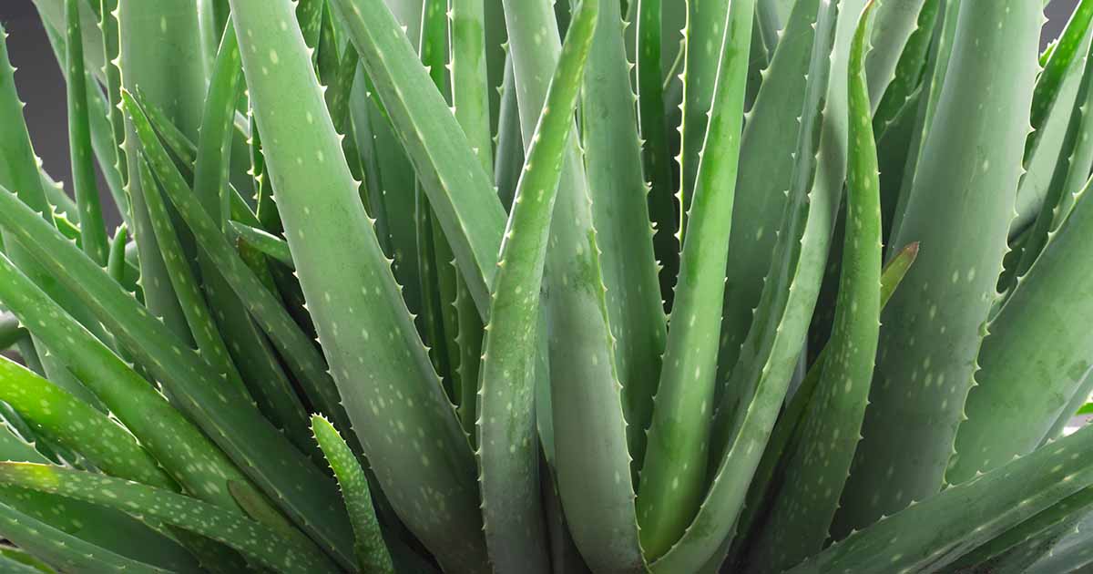Only Hyperintelligent Will Ace This Random Knowledge Quiz Aloe