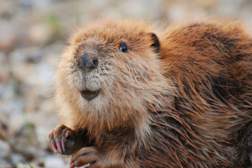 You’ll Only Pass This General Knowledge Quiz If You Know 10% Of Everything Beaver