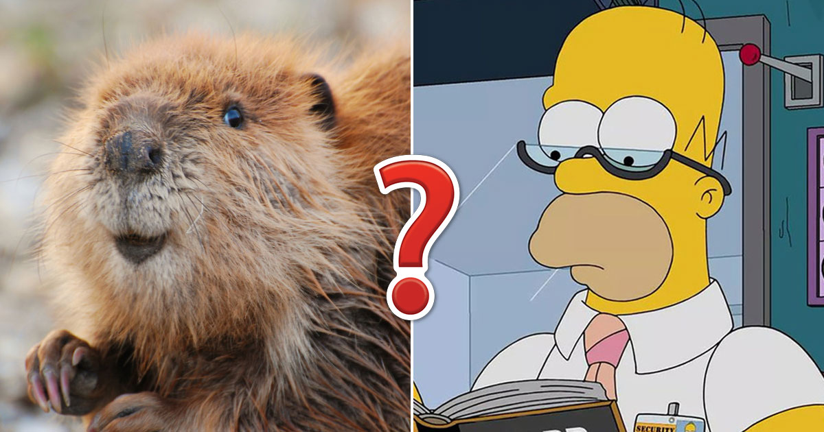 You'll Only Pass This General Knowledge Quiz If You Know 10% Of Everything