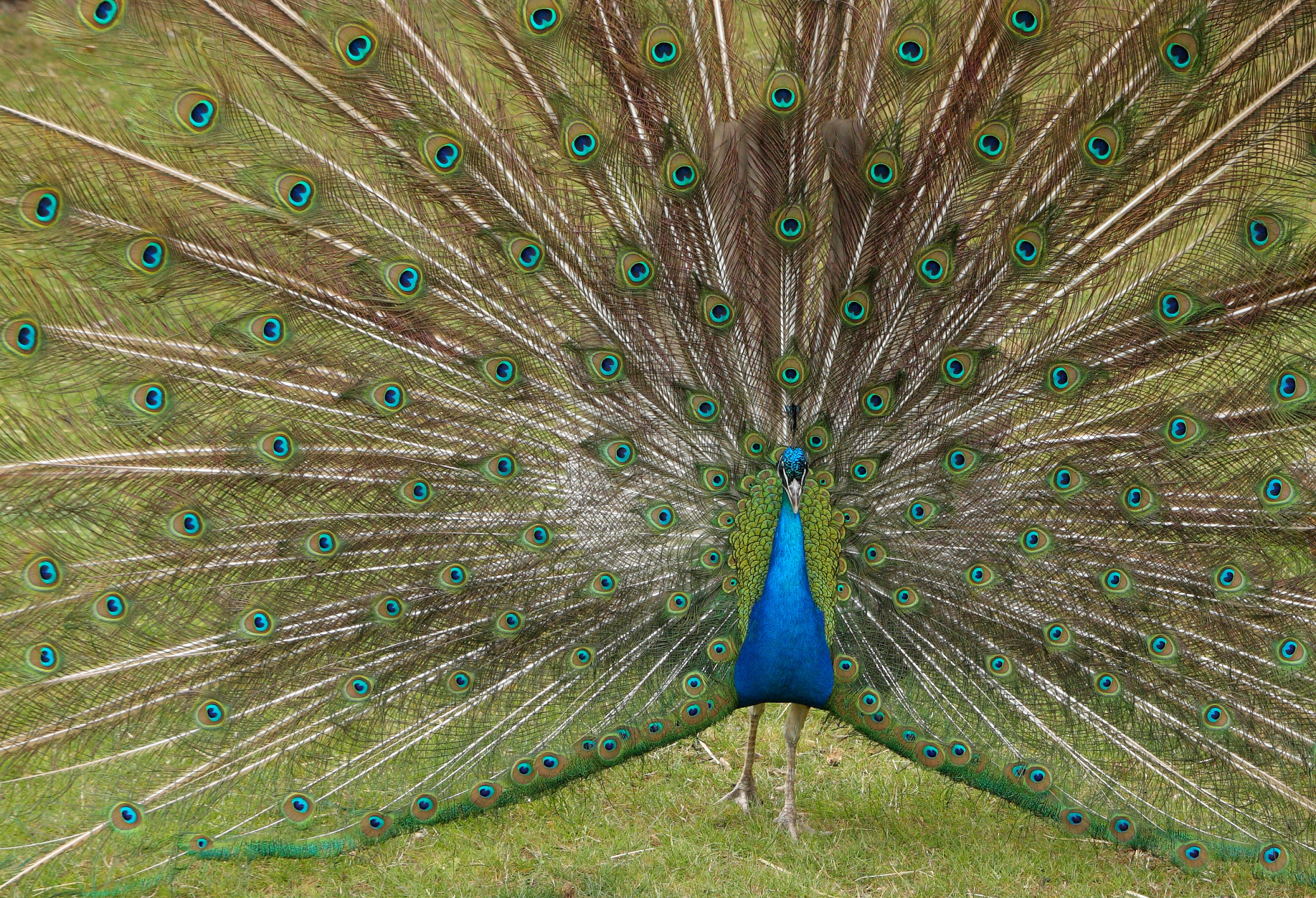 Unfortunately, Only 2 in 5 Can Pass This 🗺️ Geography Test — Let’s See If You’re One of Them Indian peacock