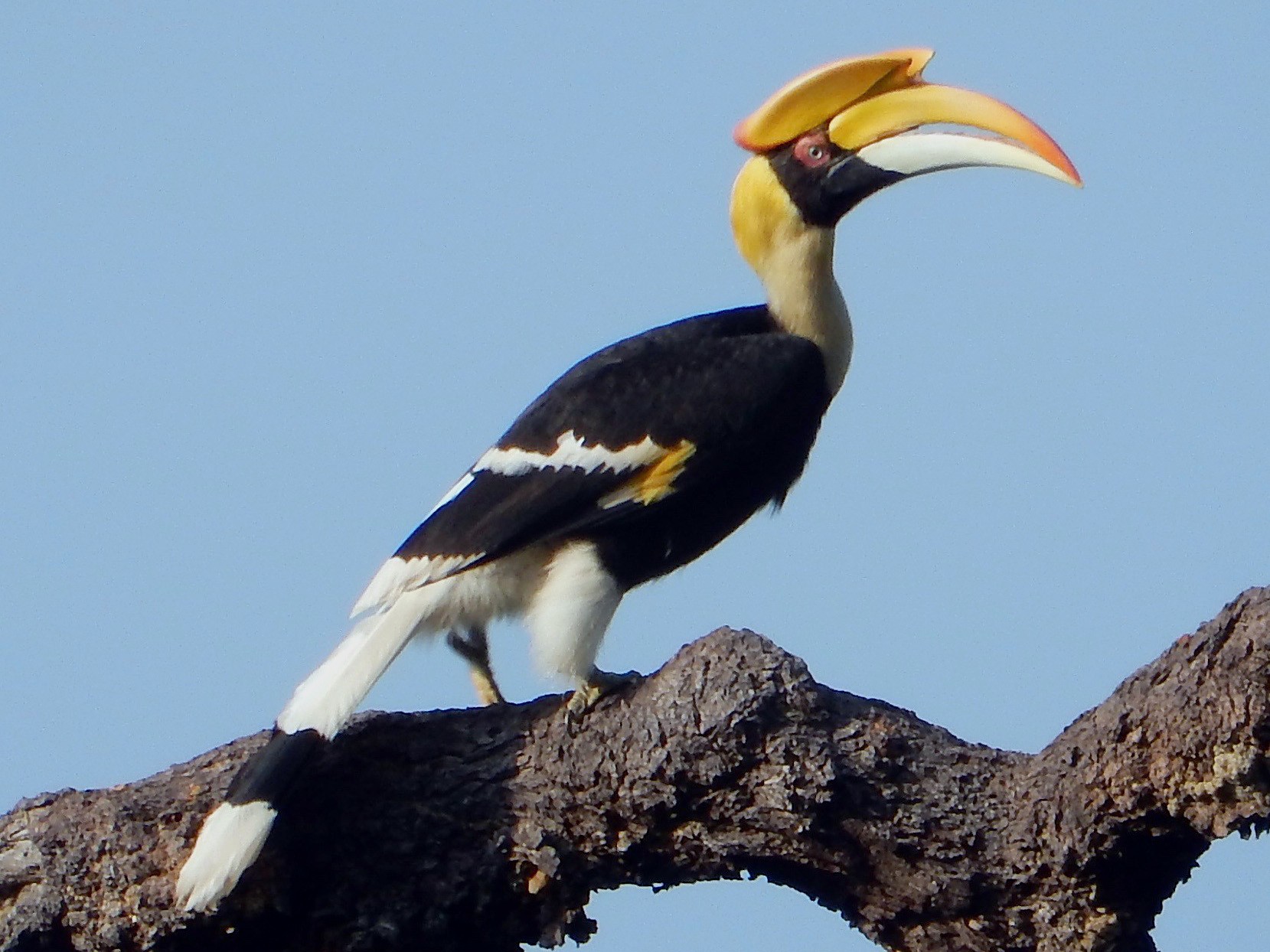 Unfortunately, Only 2 in 5 Can Pass This 🗺️ Geography Test — Let’s See If You’re One of Them Hornbill