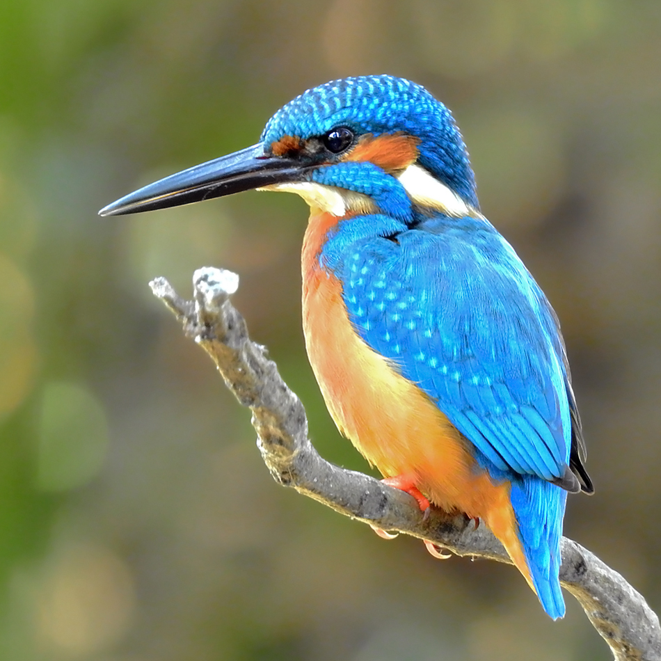 Alphabet Animals Pet Quiz Kingfisher