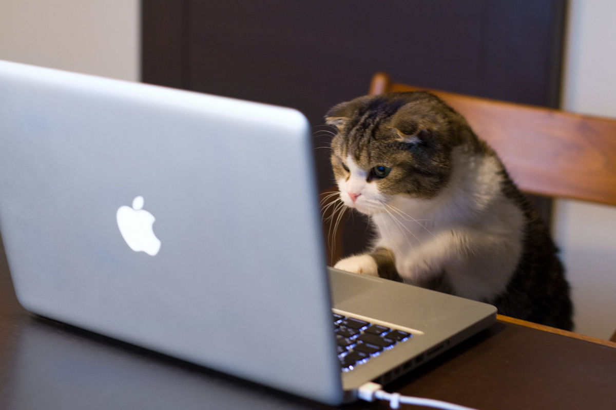Are You A Black Cat Or A Golden Retriever? Quiz Play games