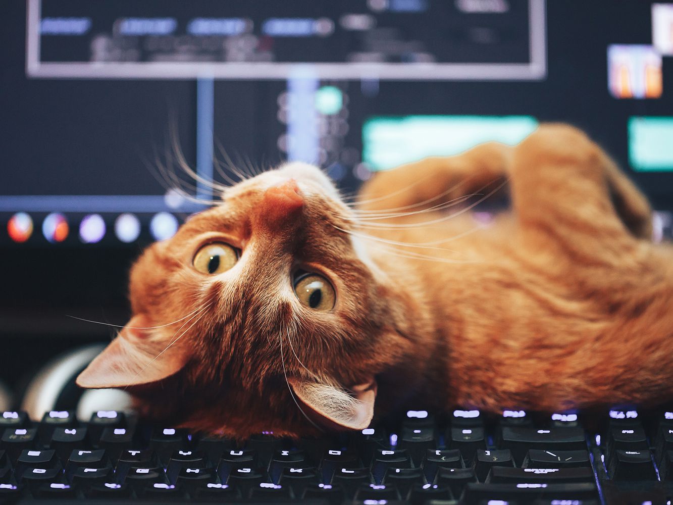 Can You Beat Your Friends In This Quiz That's All About Animals? Cat