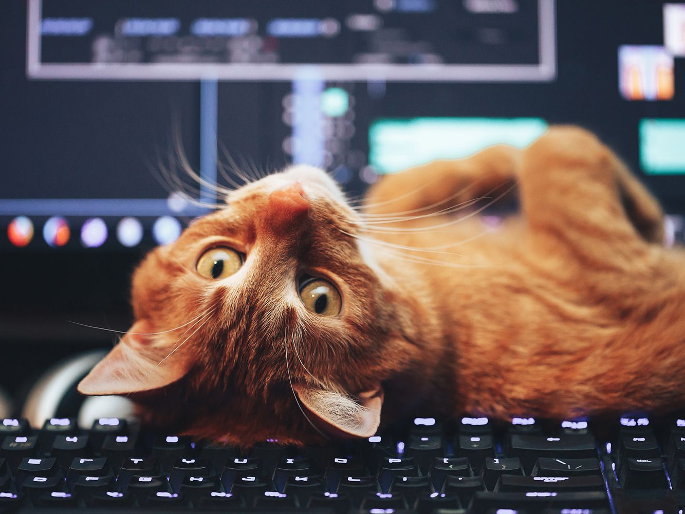 Hey, I Bet You Can't Get 14 on This Positive or Negative Word Quiz cat using computer