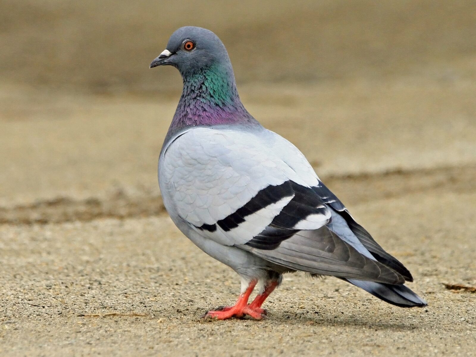 Which Of The Following Statements Is True? pigeon