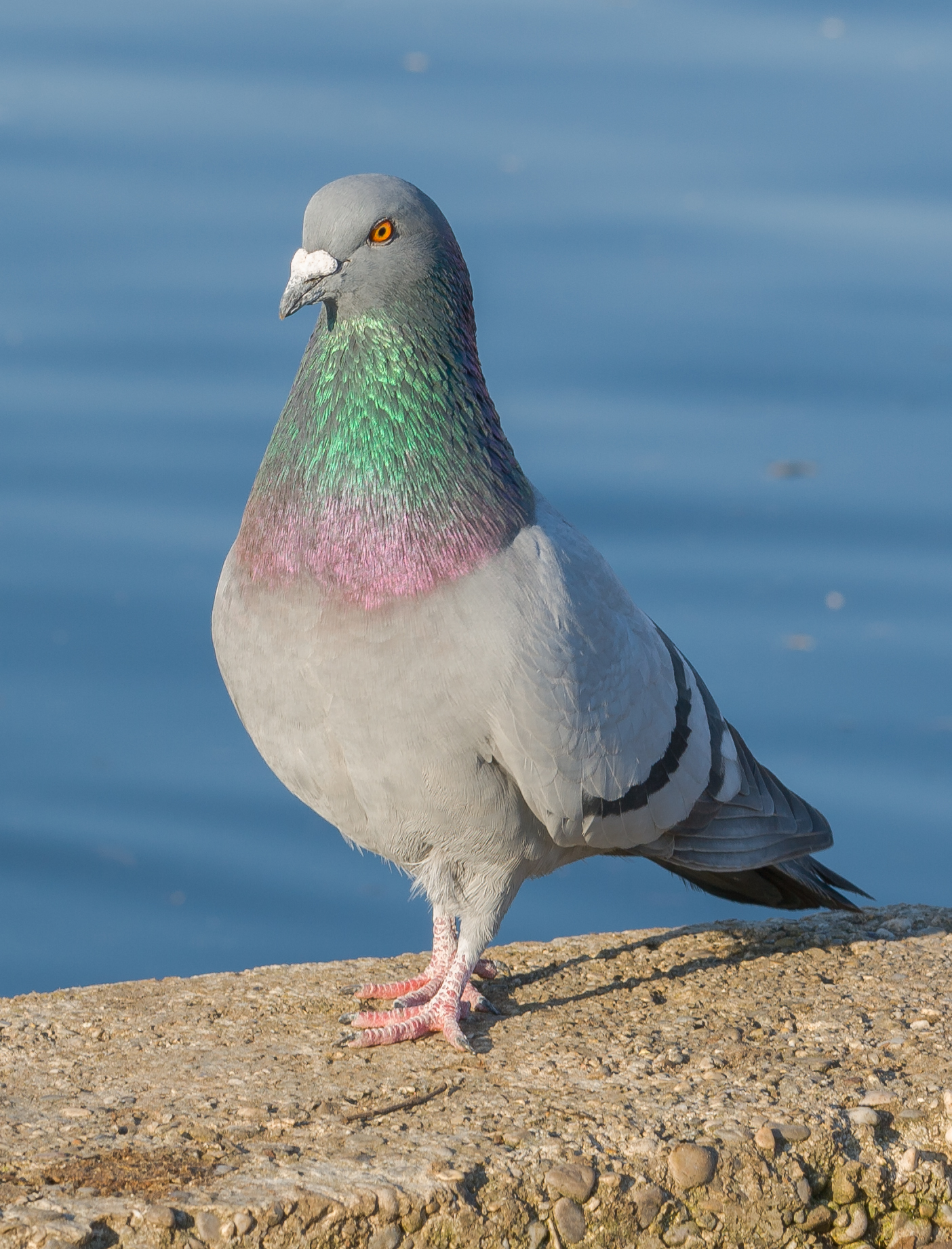 Can We Accurately Guess Your Zodiac Element Just by the Team of Animals You Build? Pigeon