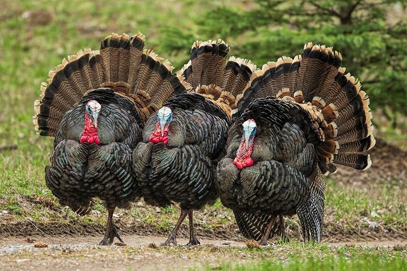 Can You Get Better Than 80% On This General Science Quiz? Turkeys