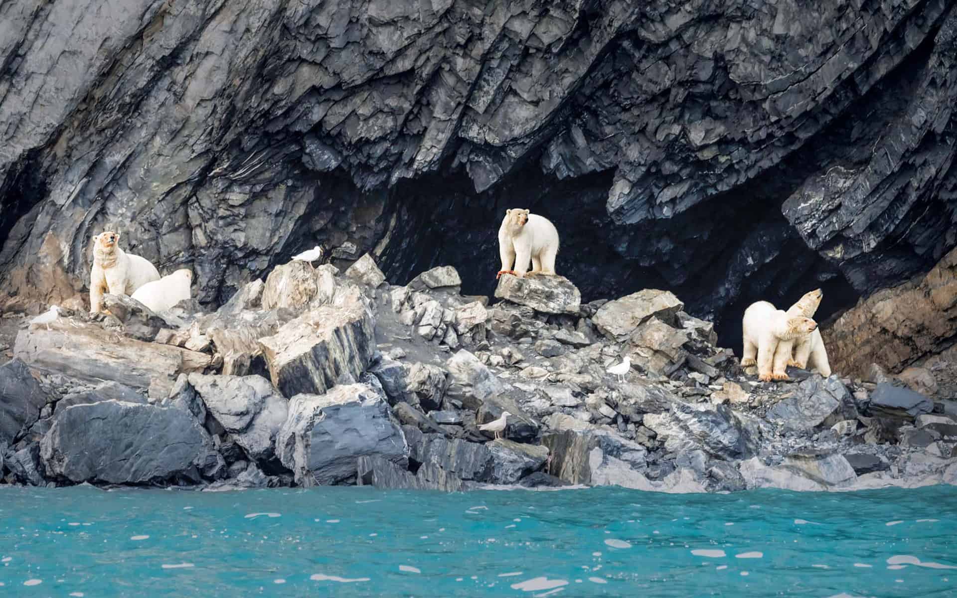 Polar Bear Trivia Quiz Bering Sea