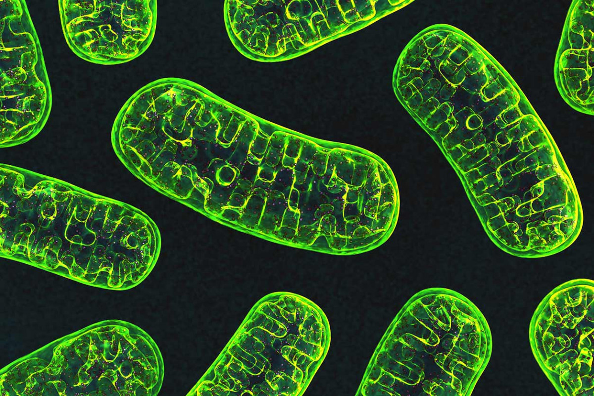 If You Can Pass This “True or False” Trivia Quiz Without Googling, Your Brain Is Amazing mitochondria cells